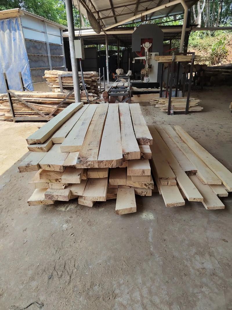 木材加工廠專業收購橡膠樹伐木，聯系方式公布